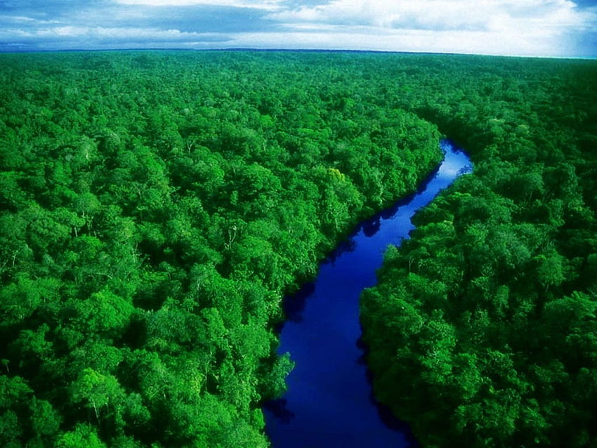 Selva Amazónica, Río Amazonas fondo de pantalla