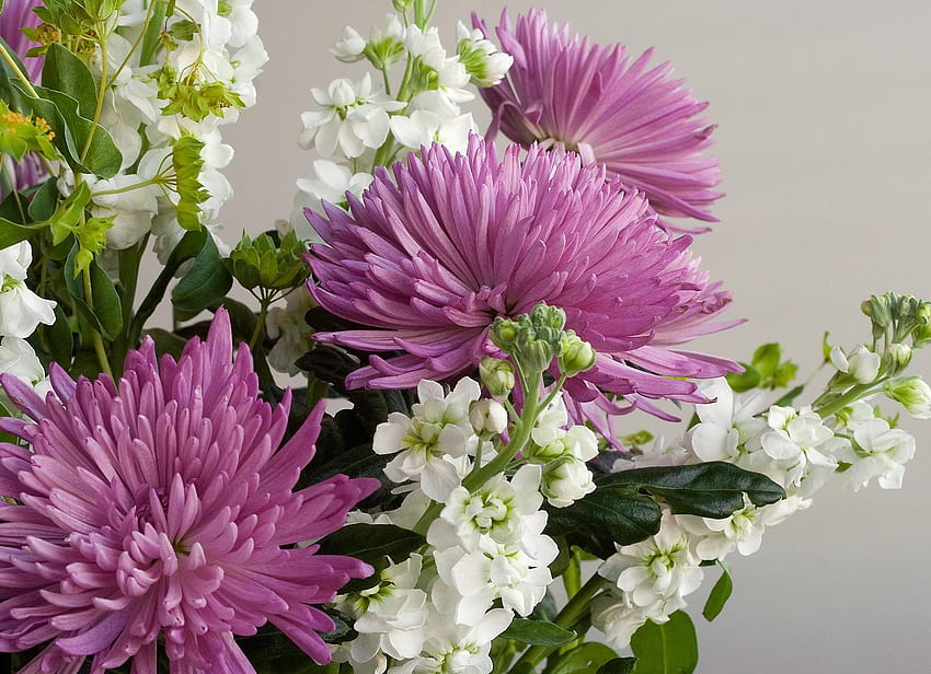 Fleurs, Chrysanthème, Gros Plan, Bouquet Fond d'écran HD