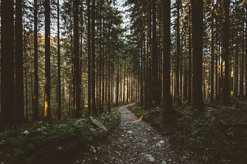 Sonnenstrahlen, Morgen, Wald, Weg, Natur HD-Hintergrundbild
