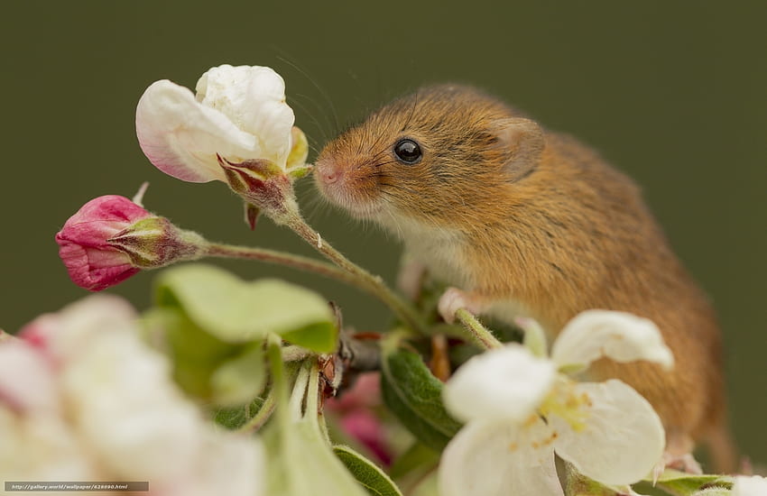Mouse, hewan, putih, imut, musim semi, bunga, hijau, soricel, panen, hewan pengerat, mekar Wallpaper HD