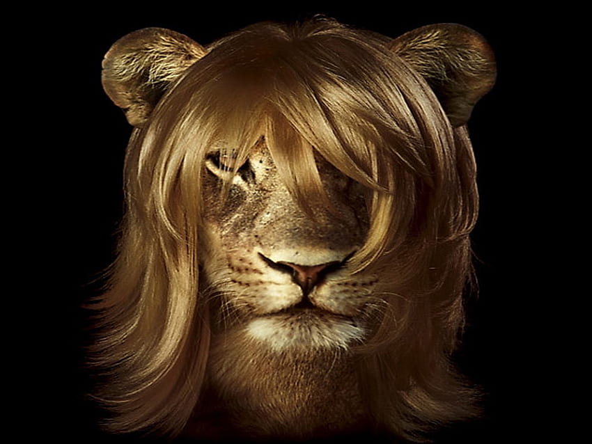 Lindsay lion, brown, blond wig, modern lion, cat, lioness HD wallpaper