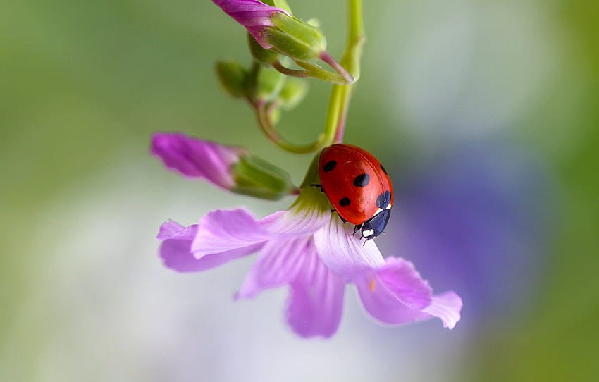 Makro, Blumen, Hintergrund, Marienkäfer, Käfer, Insekt für , Abschnitt макро HD-Hintergrundbild