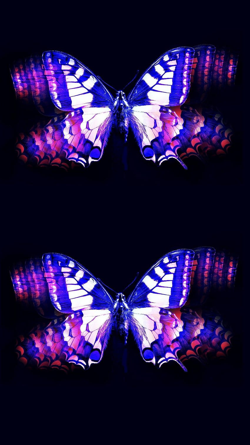 Telefon Lila Schmetterling mit Auflösung - Schmetterling Schwarzer Hintergrund, schwarze und lila Schmetterlinge HD-Handy-Hintergrundbild