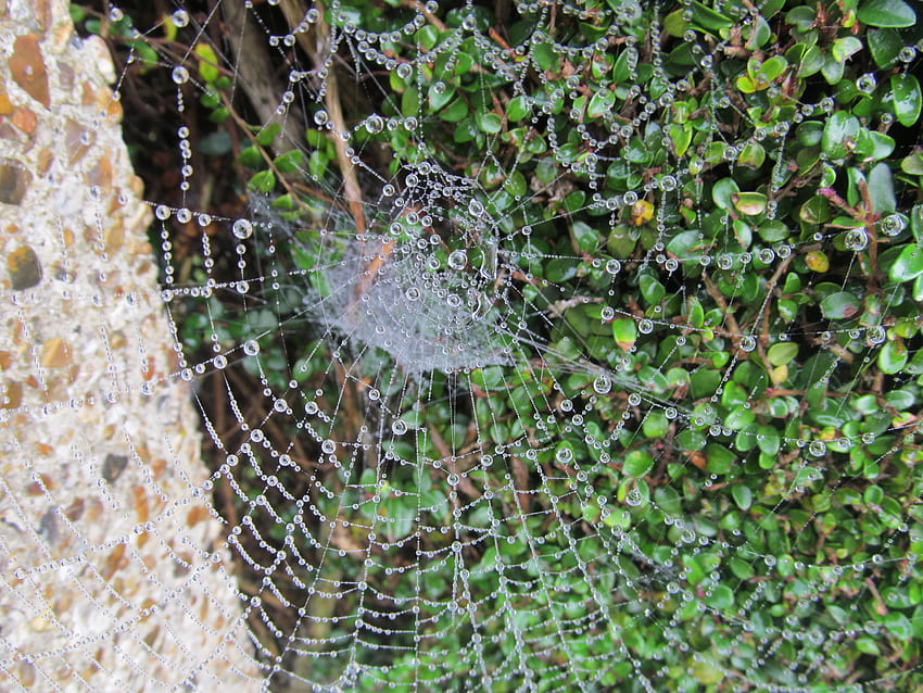 Morning Dew, Morning, Spiders, Dewdrops, Droplets, Webs, Nature HD wallpaper