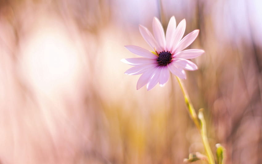 Blumen, Blume, Unschärfe, glatt, Nahaufnahme, Wiese HD-Hintergrundbild