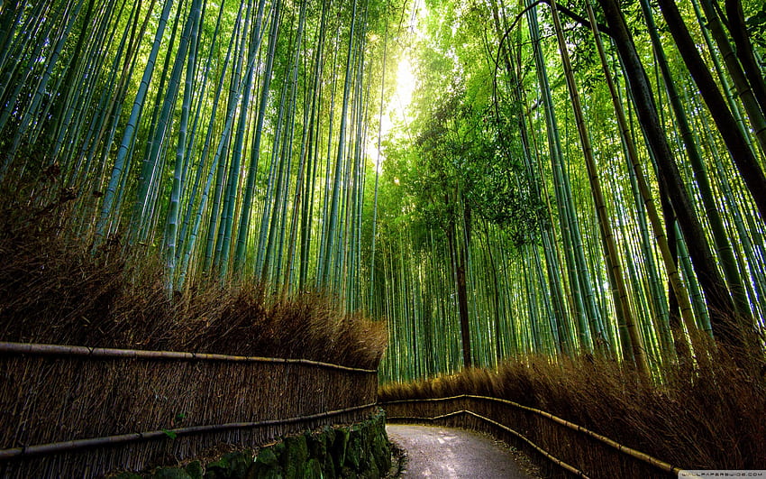 Bamboo Forest Japan Computer px, 3.27 Mb HD wallpaper | Pxfuel