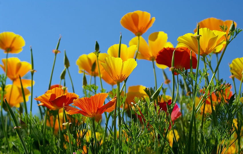 the sky, orange, yellow, escholzia, California poppy for , section цветы HD wallpaper