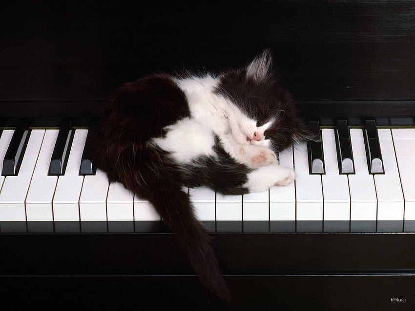 gatinho preto e branco, gatinho, chaves, piano, preto e branco, gato papel de parede HD