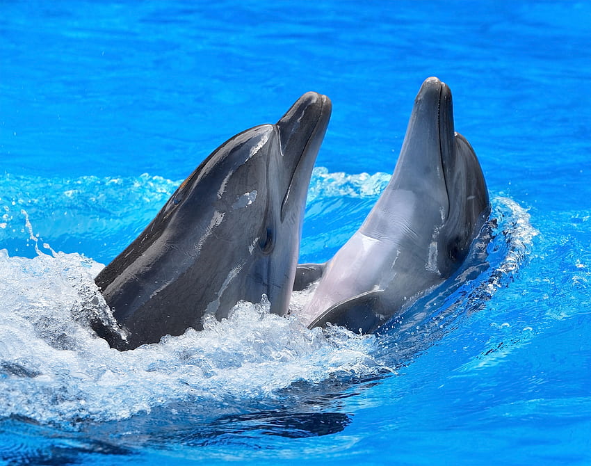 animales, agua, delfines, pareja, par, spray fondo de pantalla
