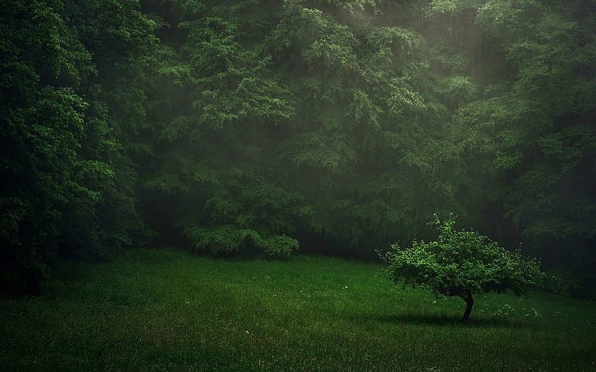 厚い森の牧草地の孤独な木。 シック フォレスト メドウ ローン ツリー ストック 高画質の壁紙