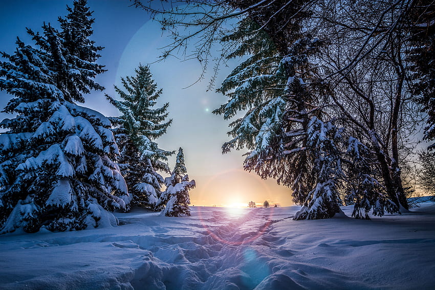 Inverno, natura, alberi, neve, sentiero, luce del sole Sfondo HD