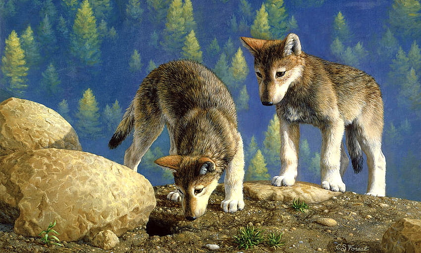 Young Wolf Pups, หวาน, Young pups, กลางแจ้ง, วาด, ธรรมชาติ, Wolfs, ถิ่นทุรกันดาร, ป่า วอลล์เปเปอร์ HD