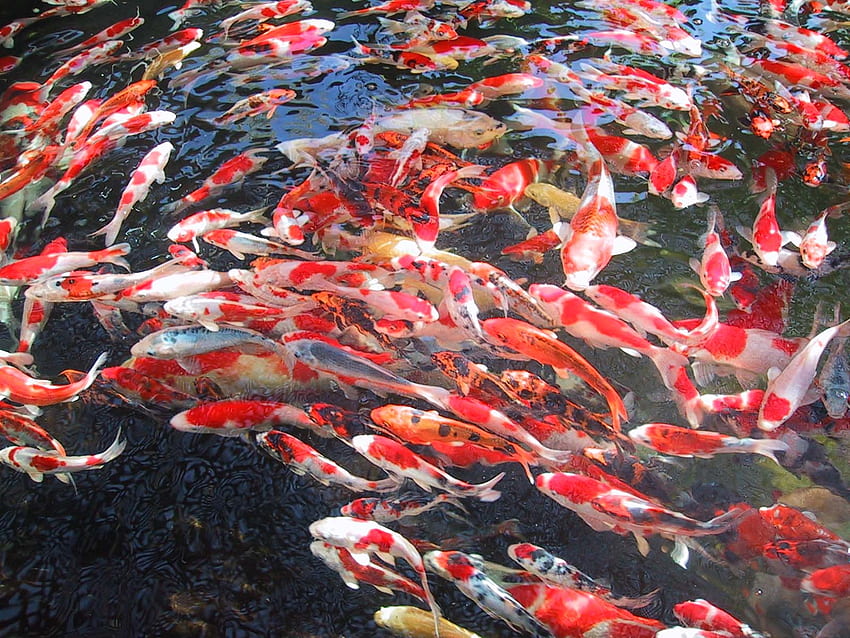 : Ikan Mas Jepang, Tato Koi Jepang Wallpaper HD