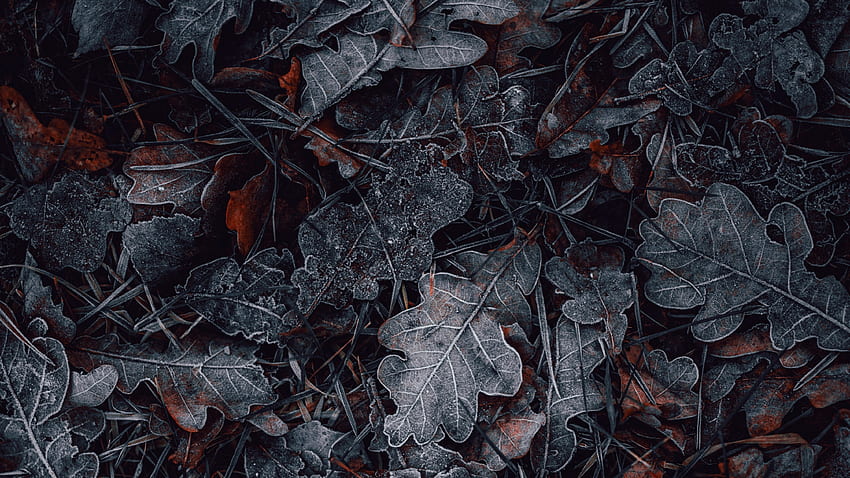 Blätter, gefroren, dunkel, Winter, Nacht, Kälte, Grafik, kalter dunkler Winter HD-Hintergrundbild