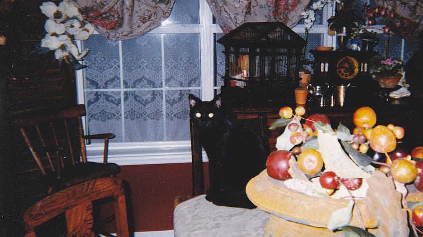 OK, wheres the Turkey, cat, holiday, Thanksgiving, black HD wallpaper