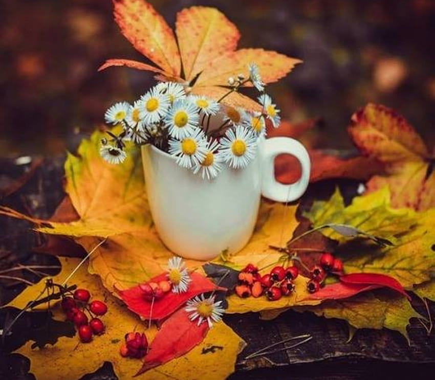 outono, natureza morta, grafia, queda, café, legal, flores, folhas papel de parede HD