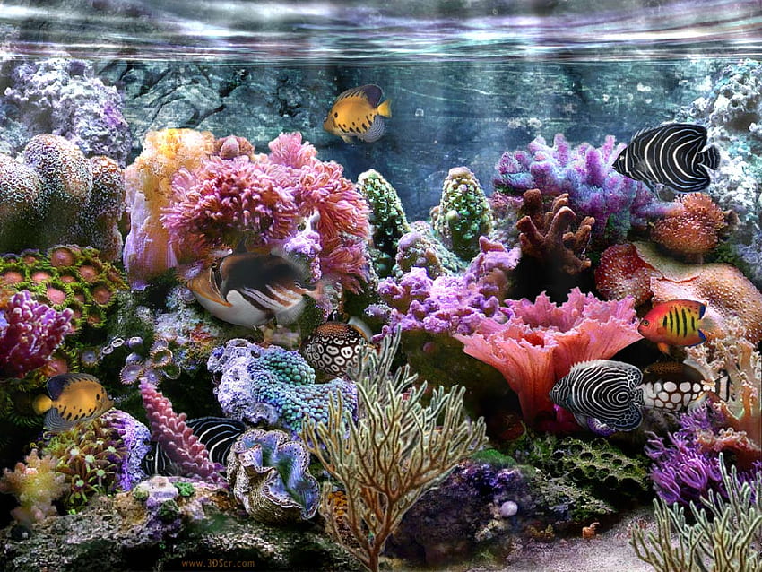 Animowana rafa koralowa, komputer z rafą koralową Tapeta HD