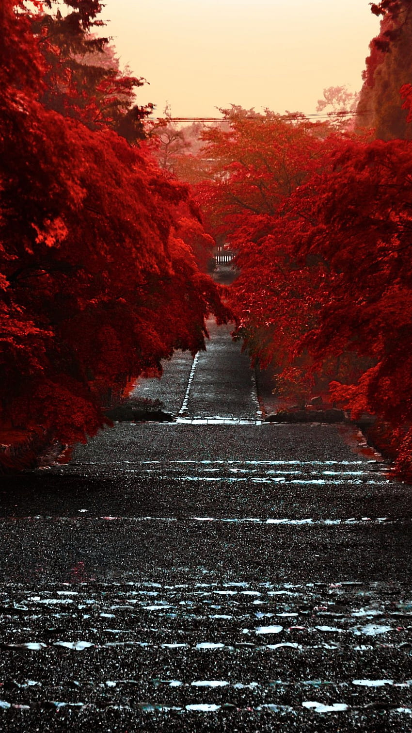 Red tree road view, tree, red, nature, japan, road HD phone wallpaper