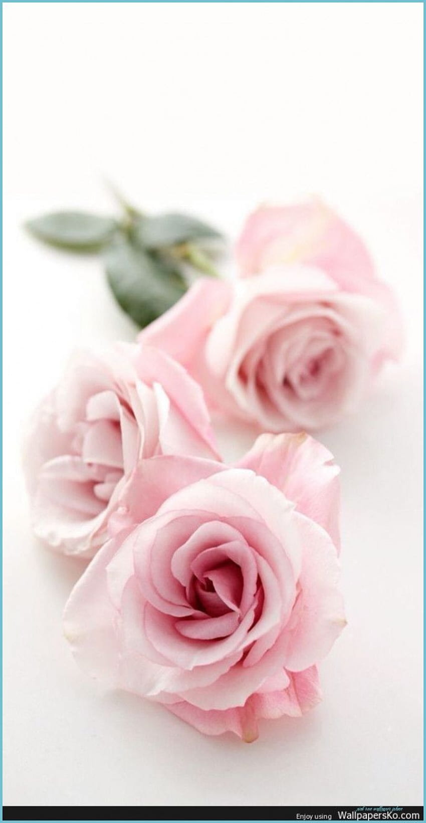 Pink Rose iPhone Pink flowers , Cute flower - pink rose iphone, Girly Pink Flower HD phone wallpaper