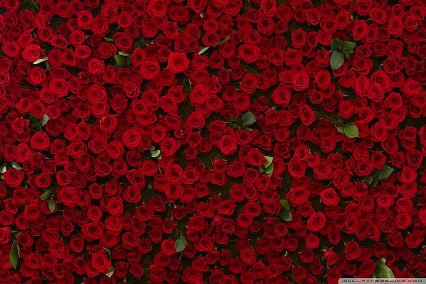 Aesthetic Red Flower , Bloody Flower HD wallpaper