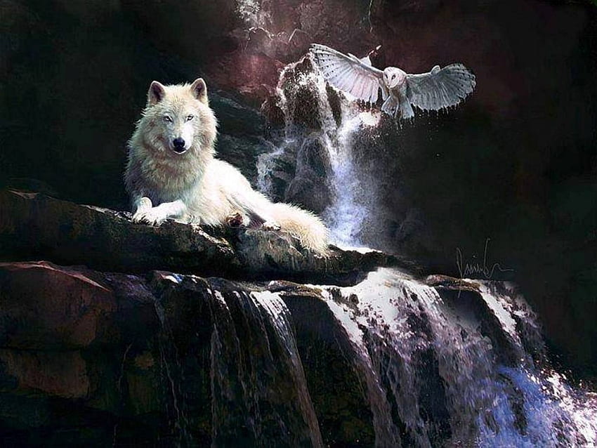 lobo y búho, y, búho, animales, lobo, naturaleza fondo de pantalla