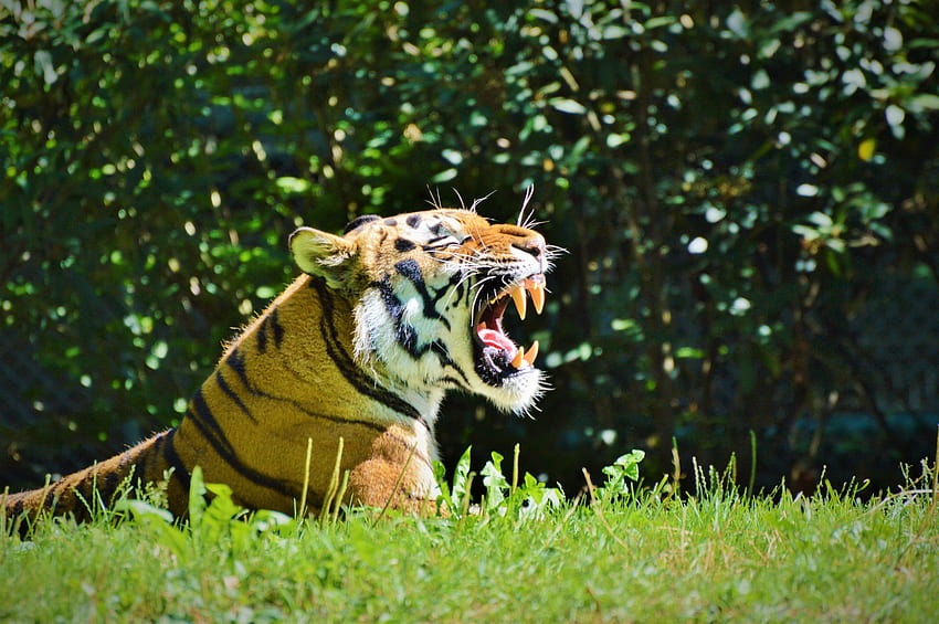 Zwierzęta, uśmiech, drapieżnik, tygrys, profil Tapeta HD