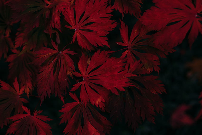 ใบไม้ พืช มืด วอลล์เปเปอร์ HD