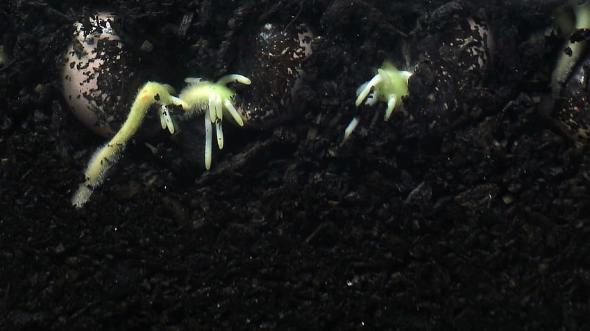 Akar benih tanaman yang tumbuh di bawah tanah selang waktu perkecambahan hypogeal Stok Rekaman Video Wallpaper HD