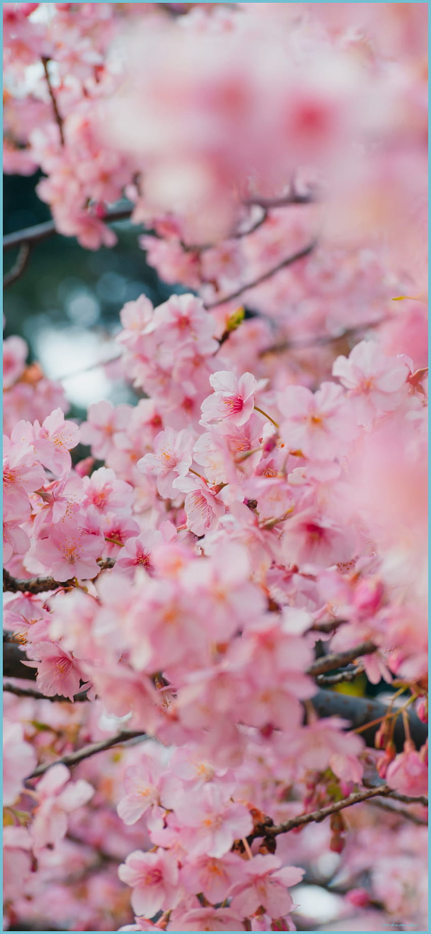 Mejor Cherry Blossom iPhone X - ILike - Cherry Blossom iPhone, Sakura Blossom iPhone fondo de pantalla del teléfono