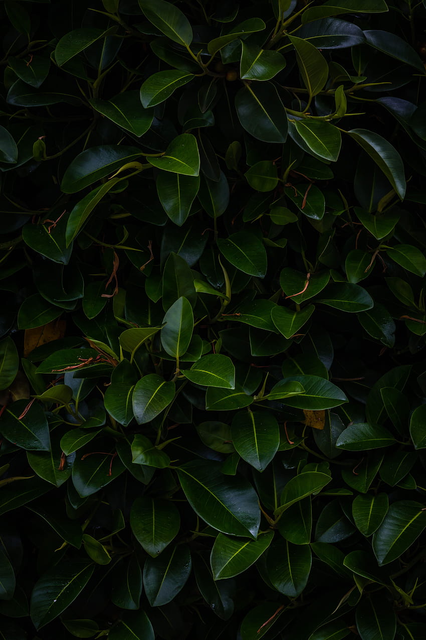 Dark, Nature, Leaves, Plant, Branches HD phone wallpaper