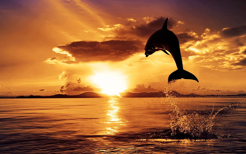 Dolphin Sunset Nature [] dla Twojego telefonu komórkowego i tabletu. Poznaj Zachód Słońca w Naturze. Zachód słońca, zachód słońca na plaży, piękny zachód słońca, niesamowita przyroda Zachód słońca Tapeta HD