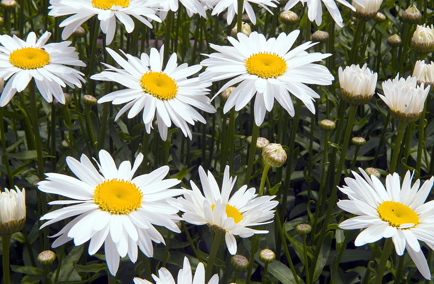 Flowers, Camomile, Greens, Flower Bed, Flowerbed, Snow White HD wallpaper