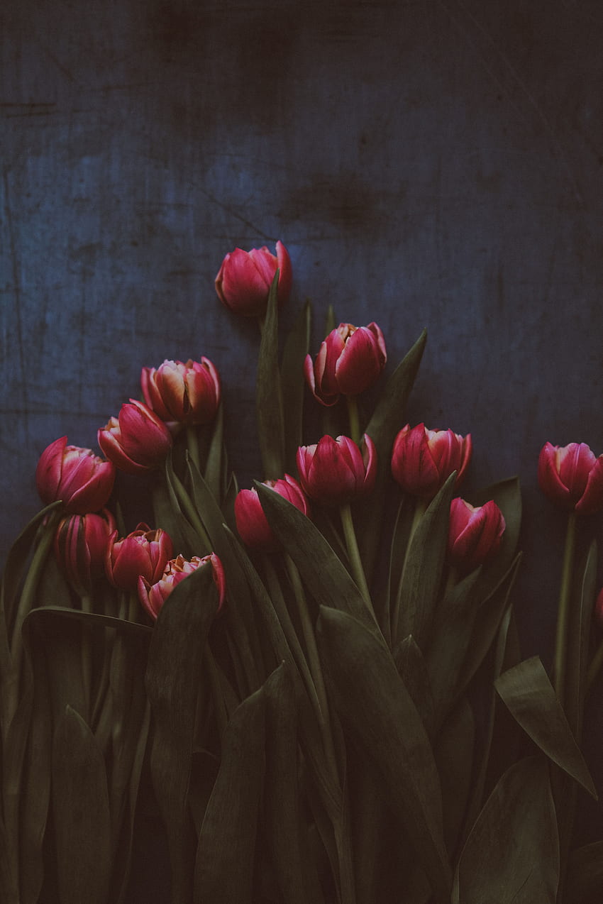 Kwiaty, Tulipany, Bukiet Tapeta na telefon HD