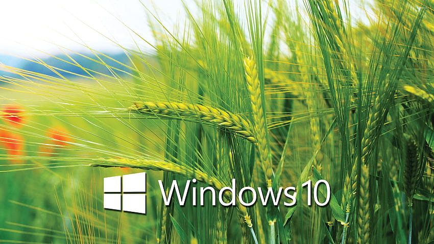 Logotipo de texto blanco de Windows 10 en el campo de trigo fondo de pantalla