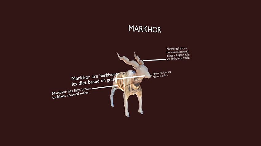 Markhor - salarchana55 [48dda2e]의 3D 모델 HD 월페이퍼