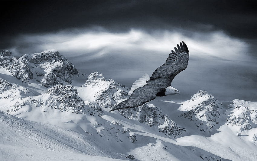 Eagle, Animals, Sky, Mountains, Snow, Bird, Predator, Hills, Hill HD wallpaper