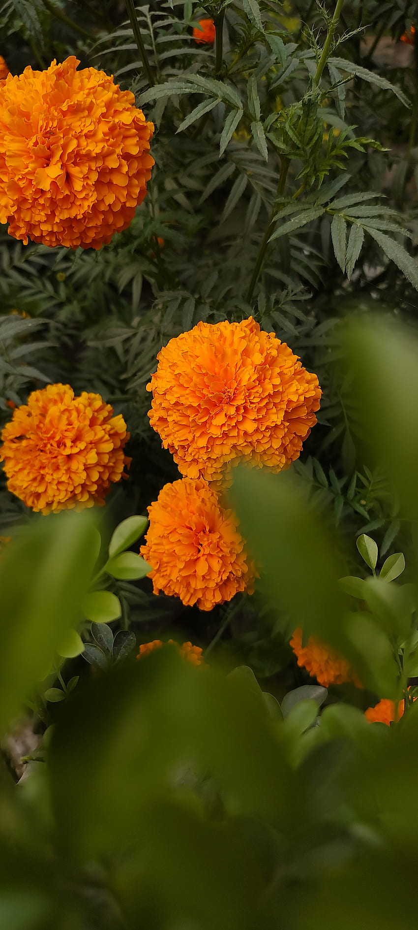 금잔화, 오렌지, 꽃잎, 자연, 꽃 HD 전화 배경 화면