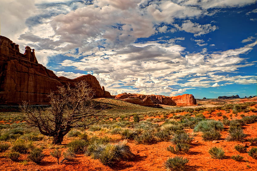 砂漠: 空 風景 砂漠 ユタ州 アメリカ アーチーズ国立ロック公園、砂漠の森 高画質の壁紙