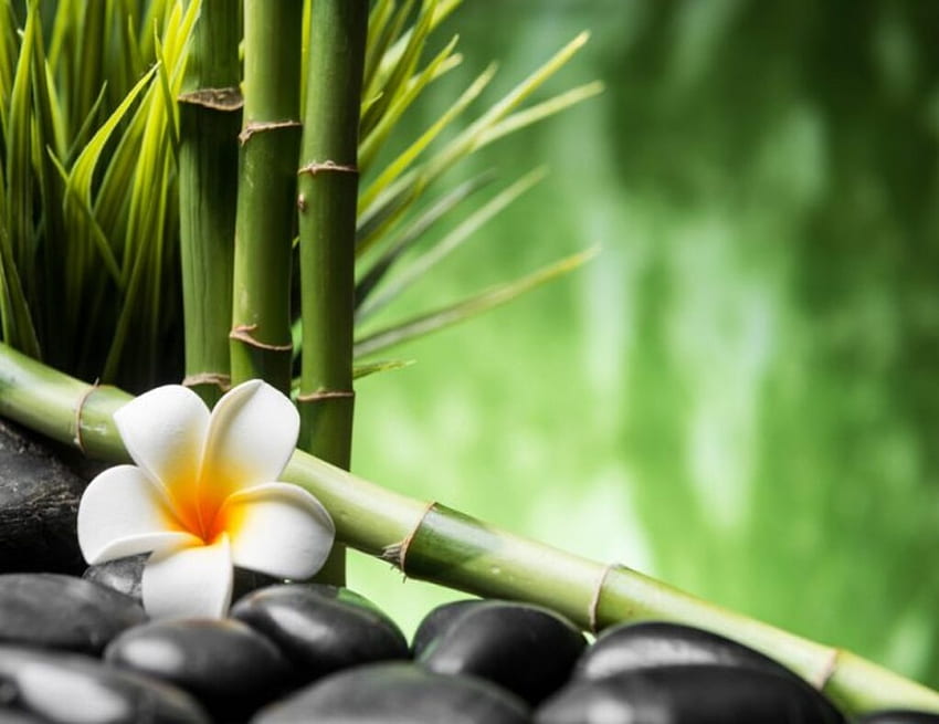 Flor de bambú y frangipani, bambú, spa, piedras, flor fondo de pantalla