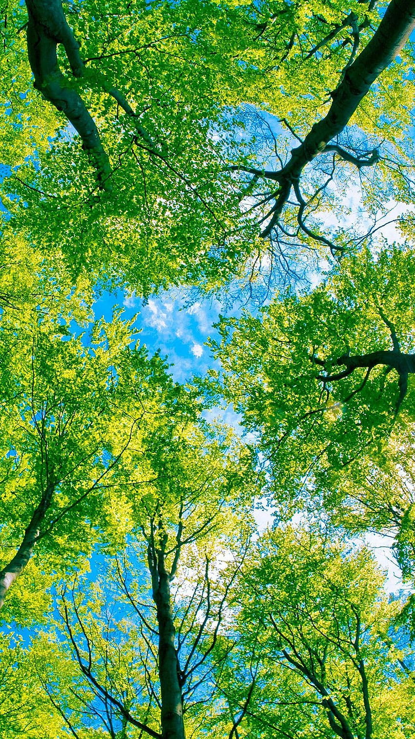 Erfrischender Wald HD-Handy-Hintergrundbild