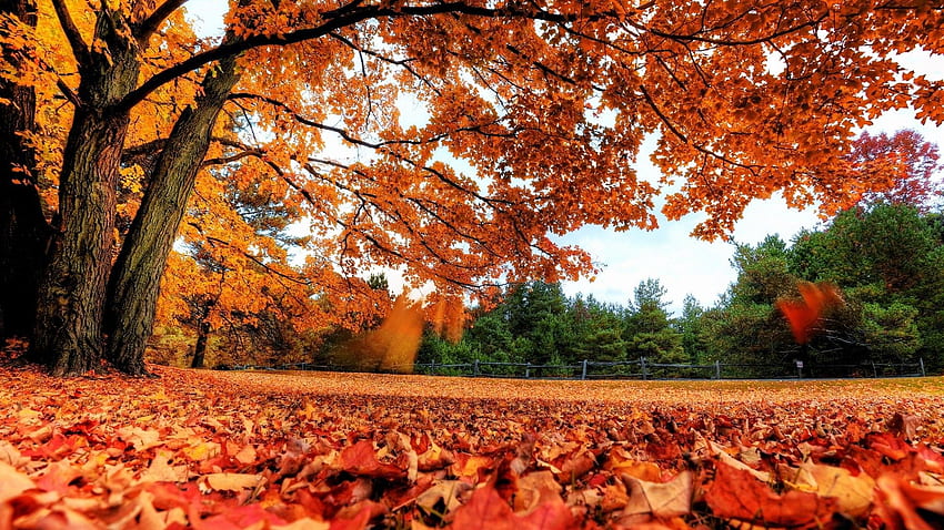 Autumn Country HD wallpaper | Pxfuel