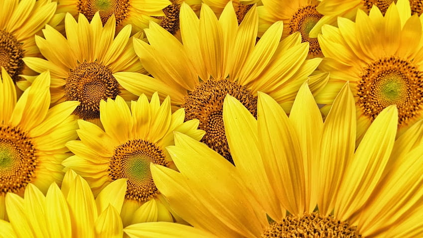 All Hot Informations: Yellow Sunflower In HD wallpaper