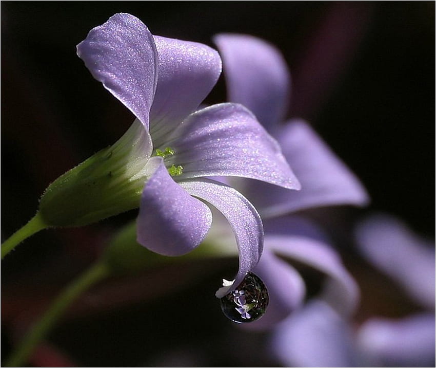 Purple flower for Bina80 Shebina), purple, nature, petal, flower HD wallpaper