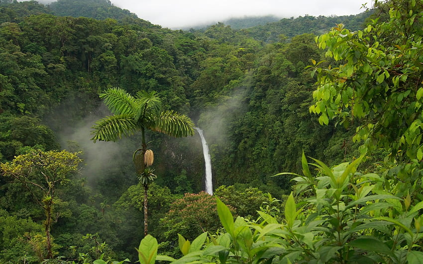 Selva amazónica, 42 Selva amazónica, HW, Jungle Rain fondo de pantalla