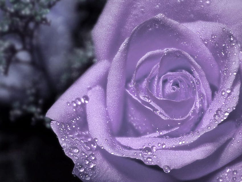 หยดน้ำค้างบนดอกกุหลาบสีม่วง ดอกไม้สีม่วง ดอกกุหลาบสีม่วง ดอกกุหลาบสีม่วง ลาเวนเดอร์โรส วอลล์เปเปอร์ HD