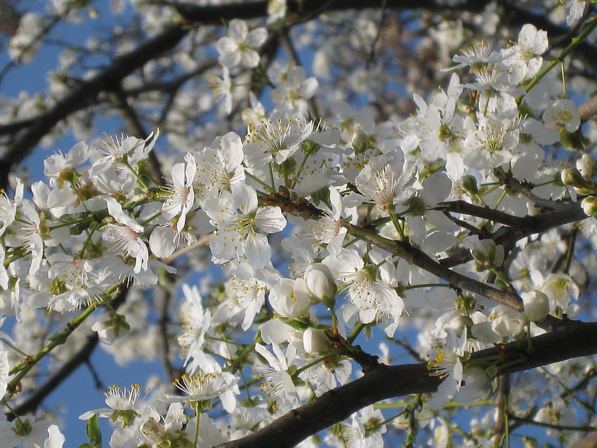 Wieder Frühling, Saison, Blumen, Frühling HD-Hintergrundbild