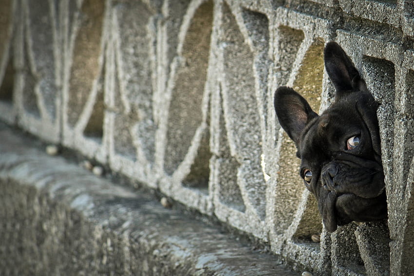 Animais, Cão, Cerca, Peek Out, Look Out, Bulldog Francês papel de parede HD