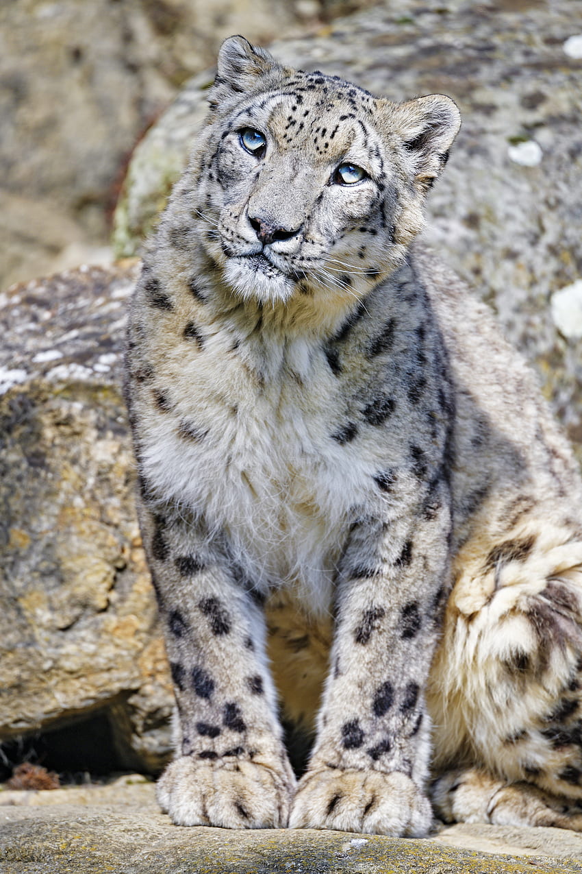 Animals, Snow Leopard, Predator, Big Cat, Animal, Irbis HD phone wallpaper