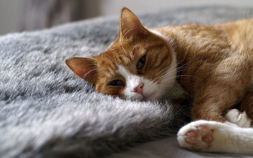 Tiere, Katze, hinlegen, liegen, entspannen, ausruhen, schlafen, träumen, Teppich HD-Hintergrundbild