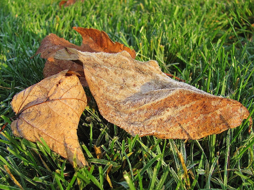 November Frost on the Leaves, frost, leaves, november, leaf, nature, grass HD wallpaper